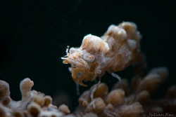 Humpback shrimp by Julian Hsu 